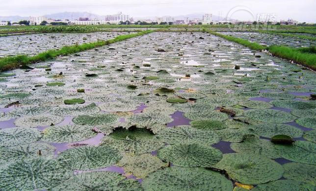 芡实